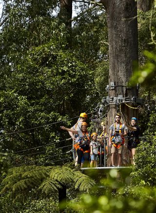 Illawarra Fly Treetop Adventures, Knights Hill - Illawarra